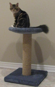 CT120BlueWithMaineCoon small